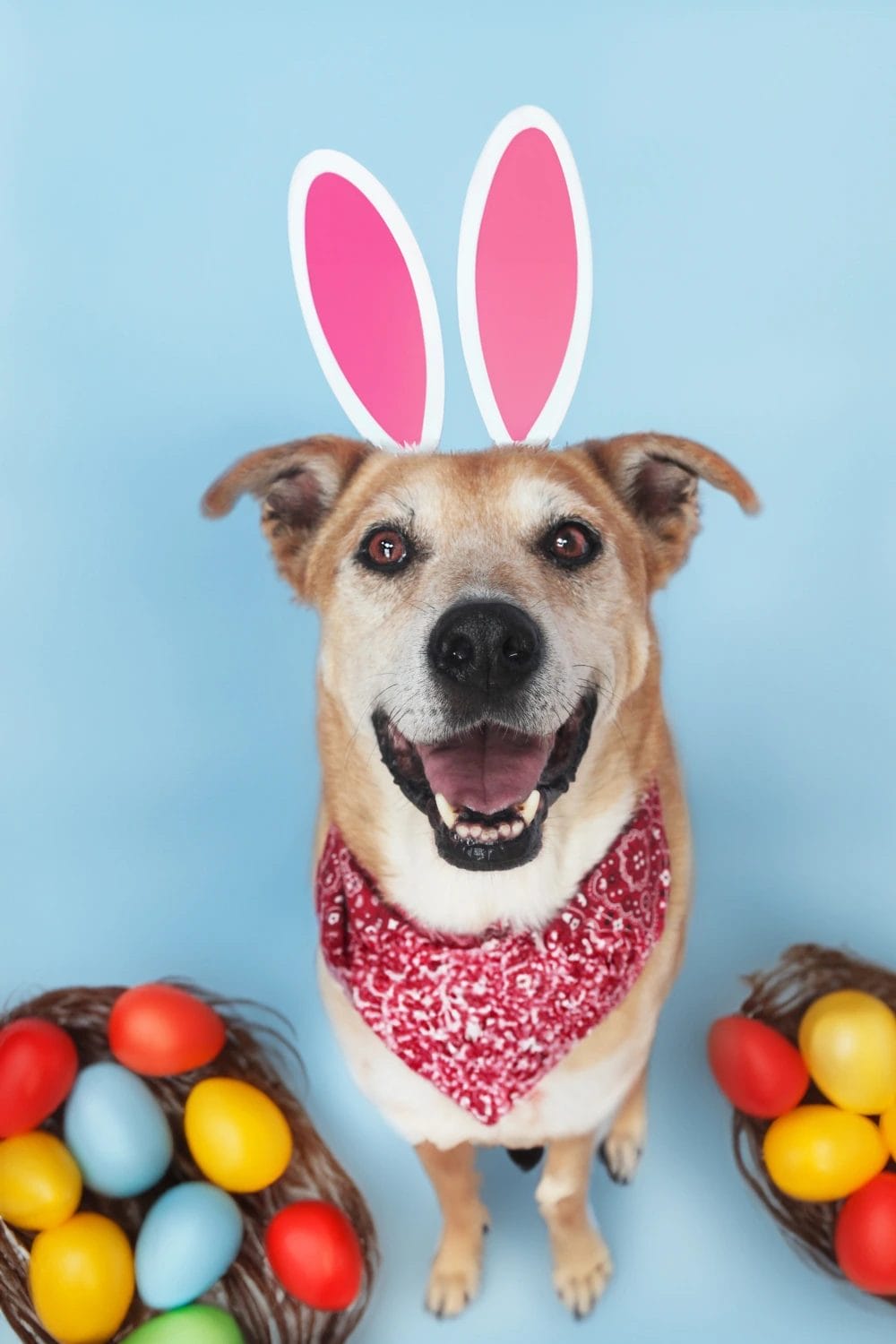 Pet-Friendly Easter Photo Shoot