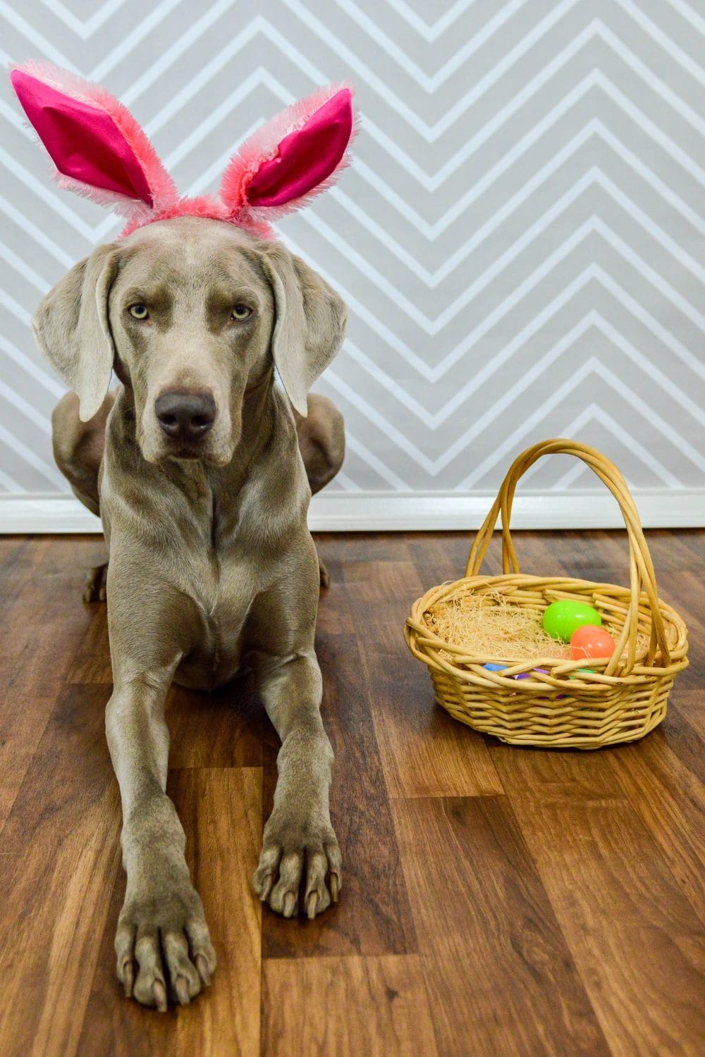 Pet-Friendly Easter Photo Shoot