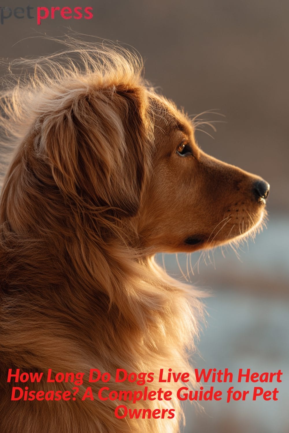 How Long Do Dogs Live With Heart Disease