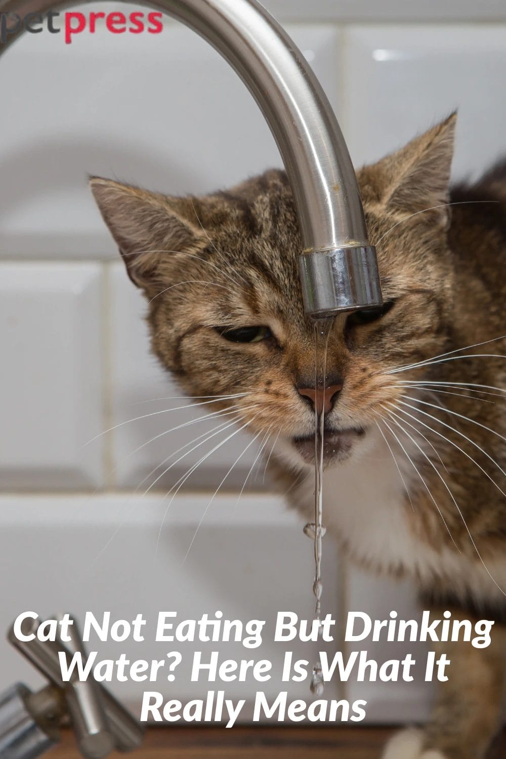 Cat Not Eating But Drinking Water