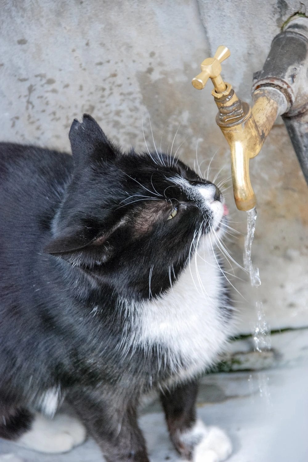 Cat Not Eating But Drinking Water