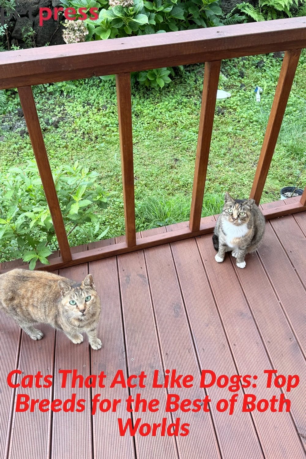 Cats That Act Like Dogs