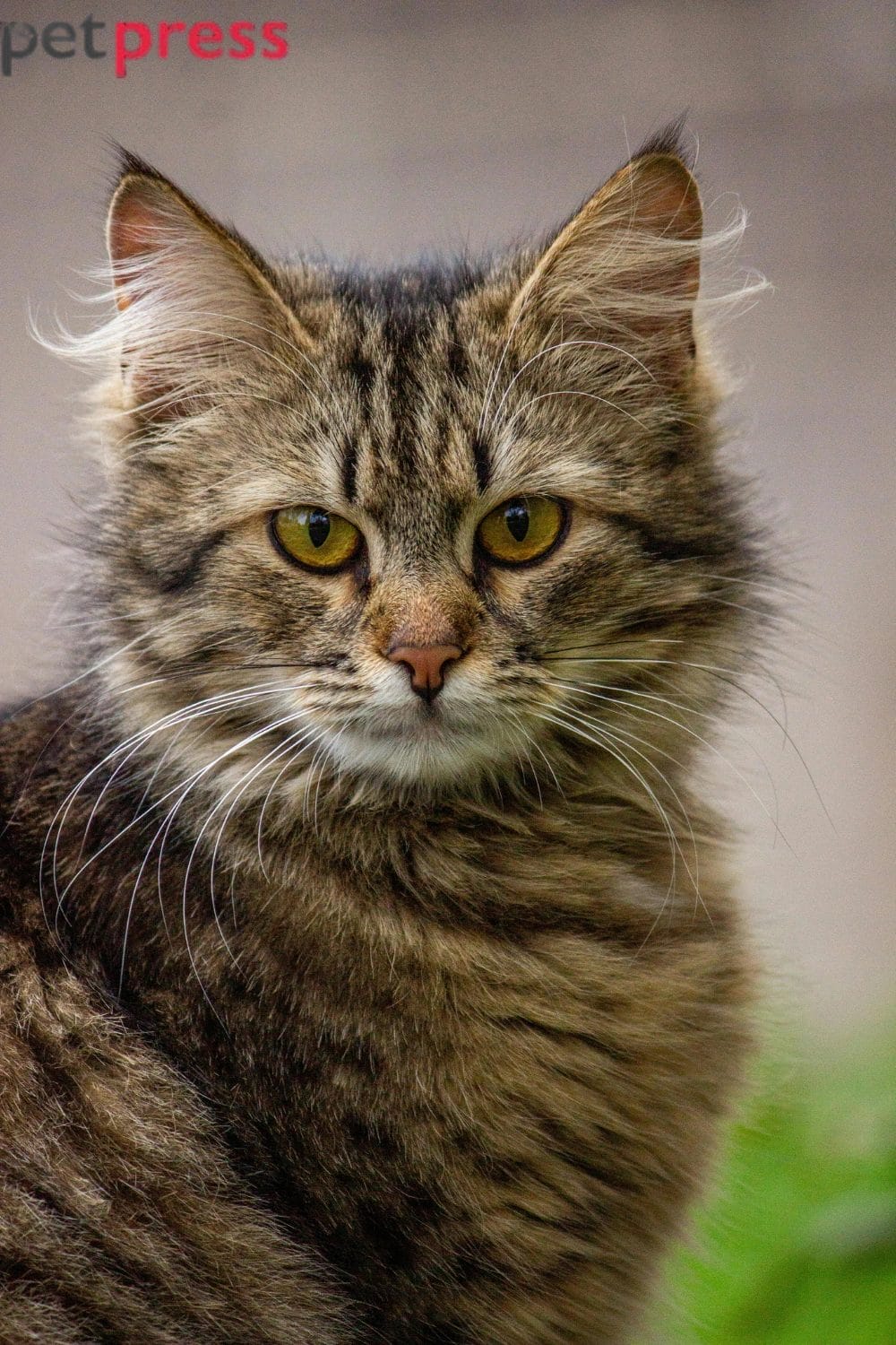 Maine Coon Cat Breed