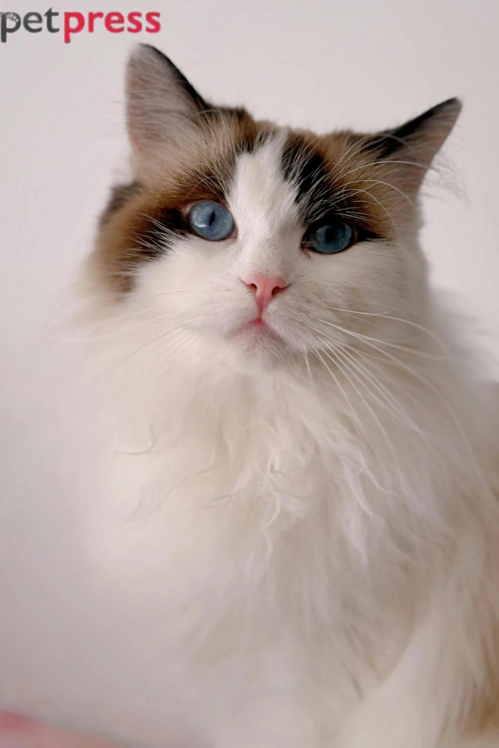 Ragdoll Cat Breed 