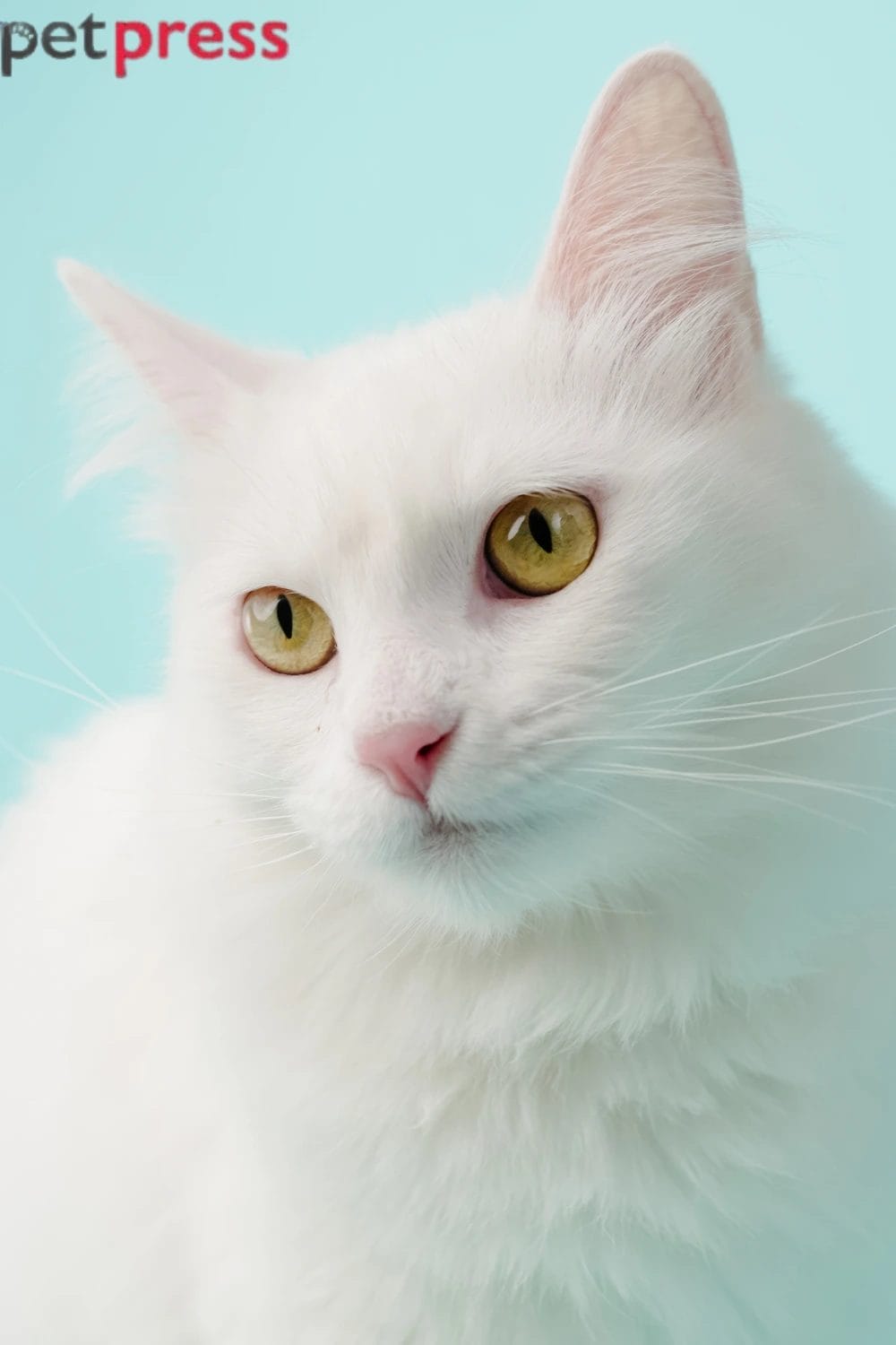Turkish Angora Cat Breed 