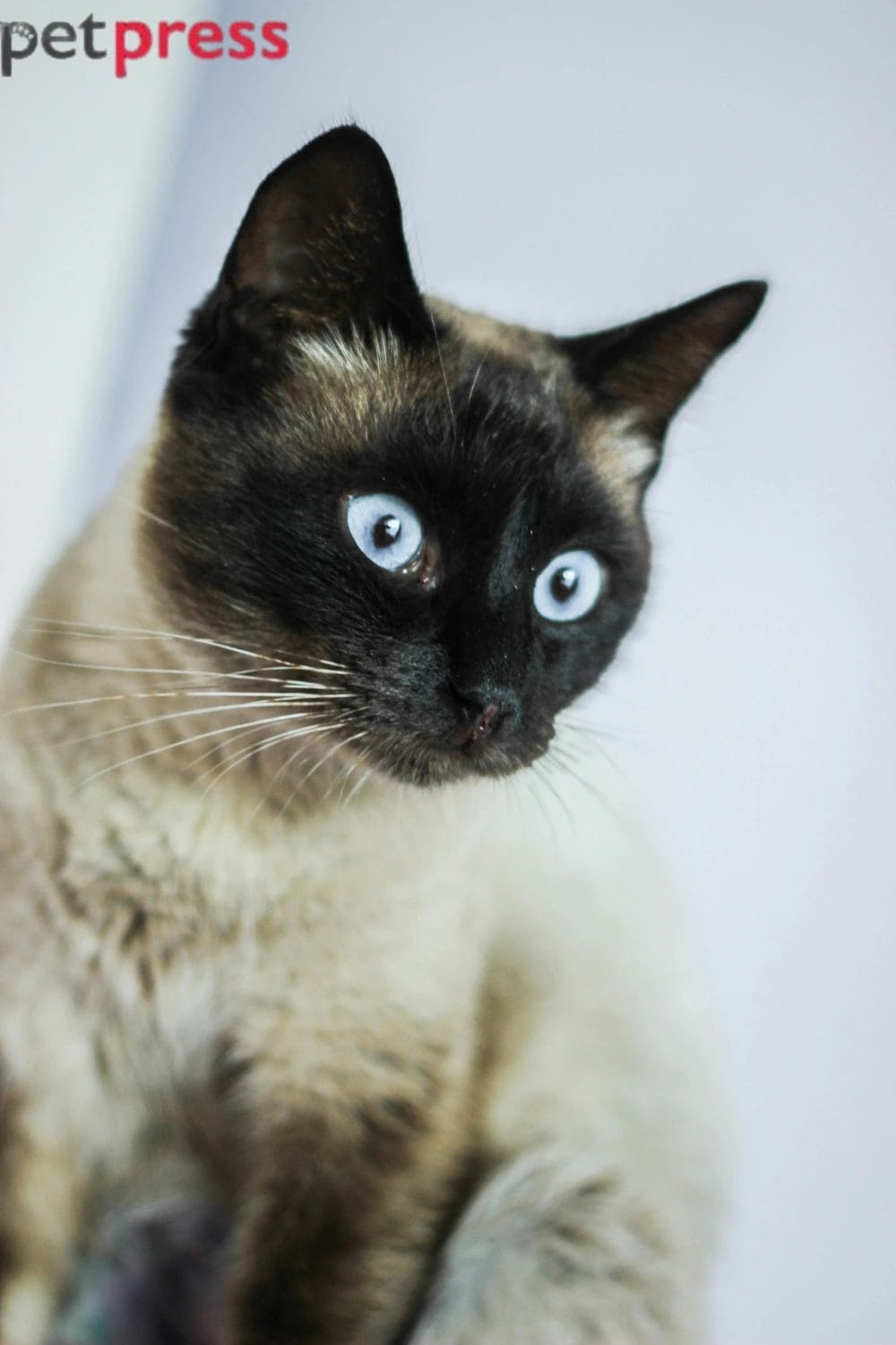 Siamese Cat Breed