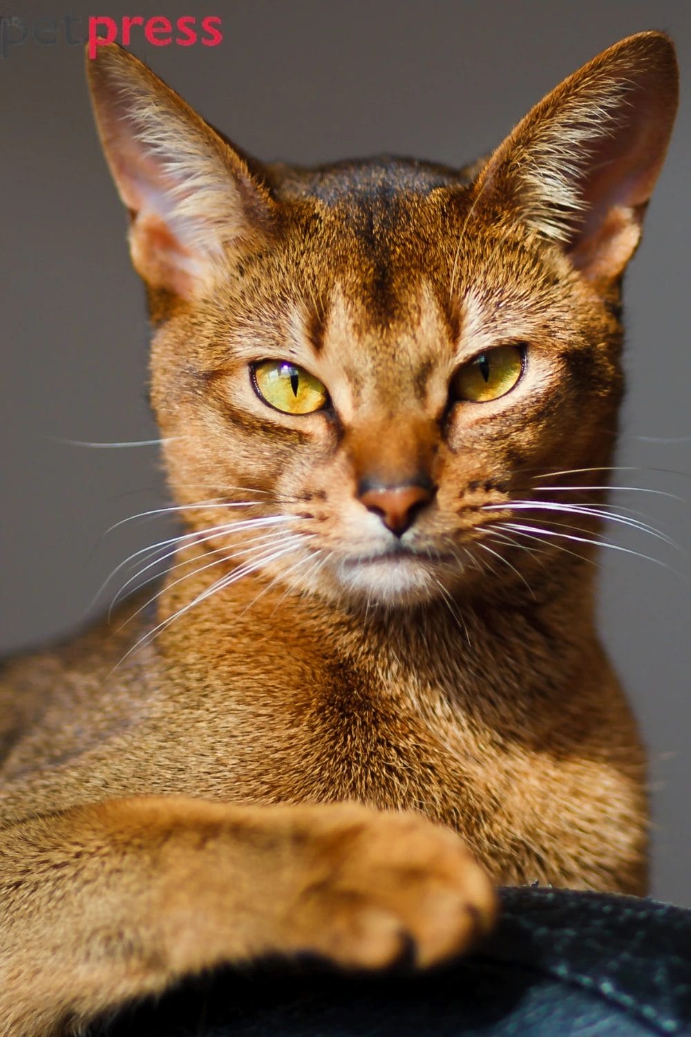 Abyssinian cat breed 