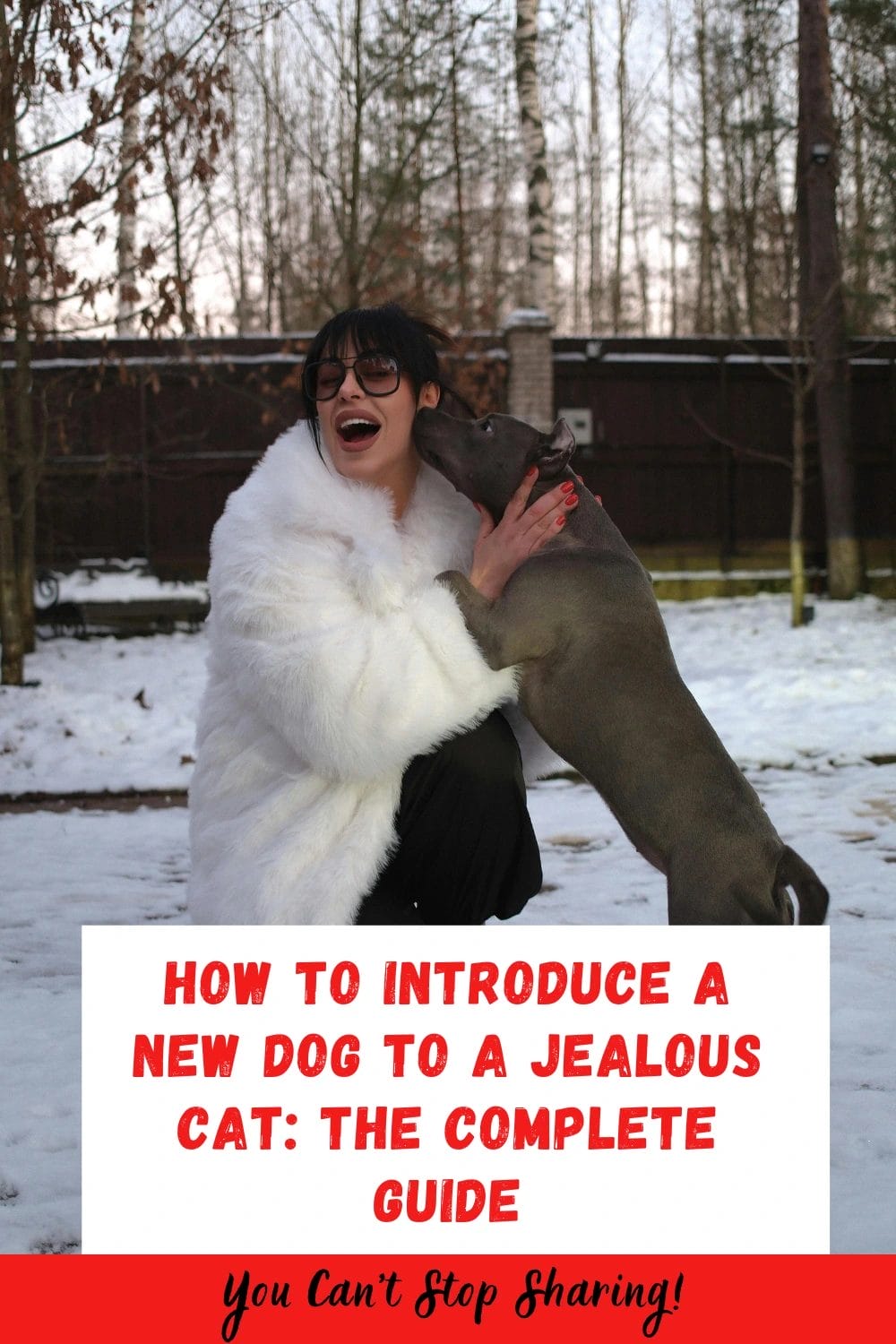 How to Introduce a New Dog to a Jealous Cat: The Complete Guide