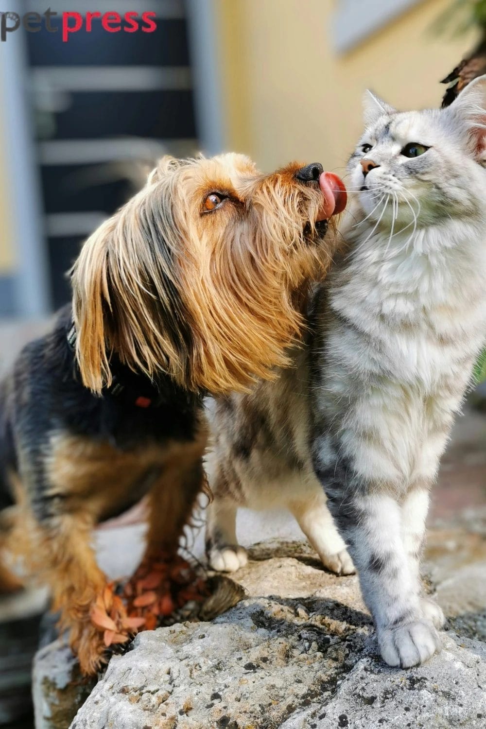 How to Introduce a New Dog to a Jealous Cat: The Complete Guide