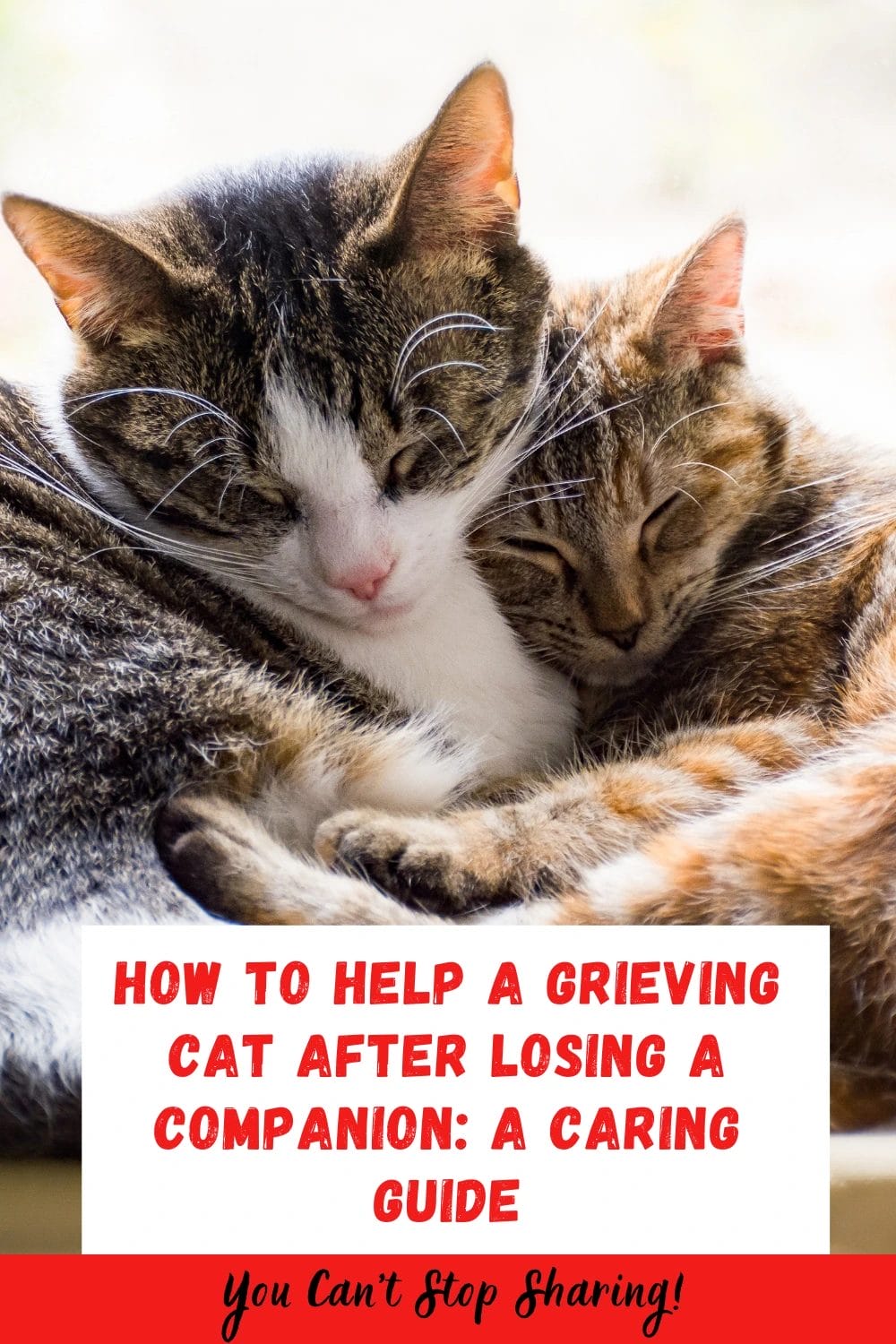 How to Help a Grieving Cat After Losing a Companion: A Caring Guide