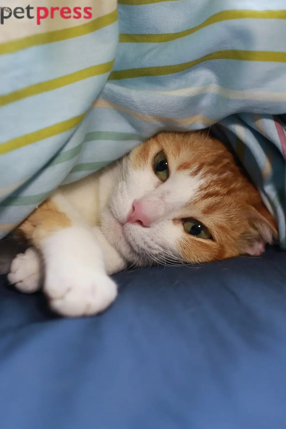 How to Help a Grieving Cat After Losing a Companion: A Caring Guide