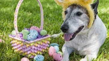 Pet-Friendly Easter Photo Shoot