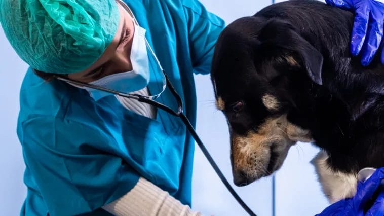How Long Do Dogs Live With Heart Disease