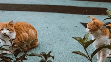 Cats That Act Like Dogs