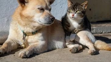 How to Introduce a New Dog to a Jealous Cat: The Complete Guide
