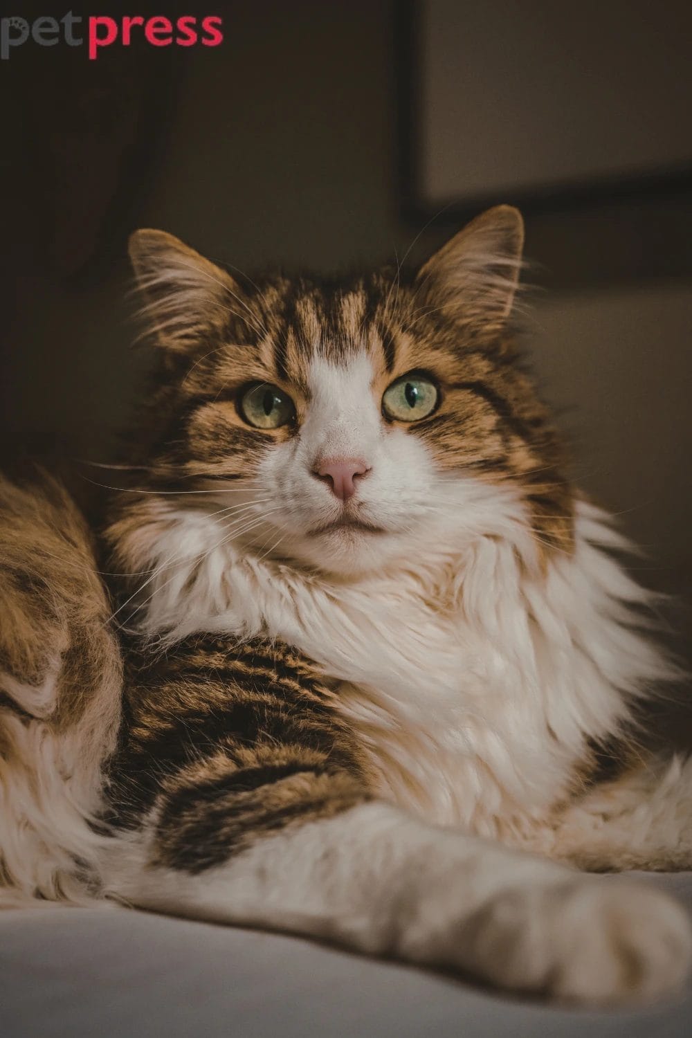 The Best Mother's Day Gifts for Pet Owners in 2026: Ideas She Will Absolutely Love