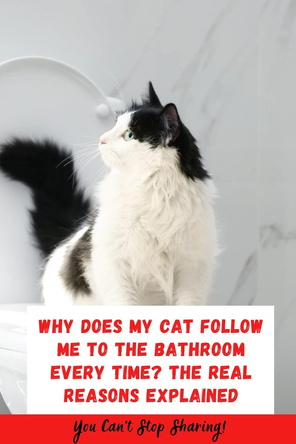 Why Does My Cat Follow Me to the Bathroom Every Time? The Real Reasons Explained