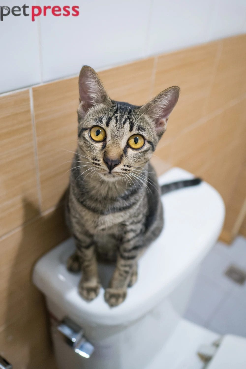 Why Does My Cat Follow Me to the Bathroom Every Time? The Real Reasons Explained