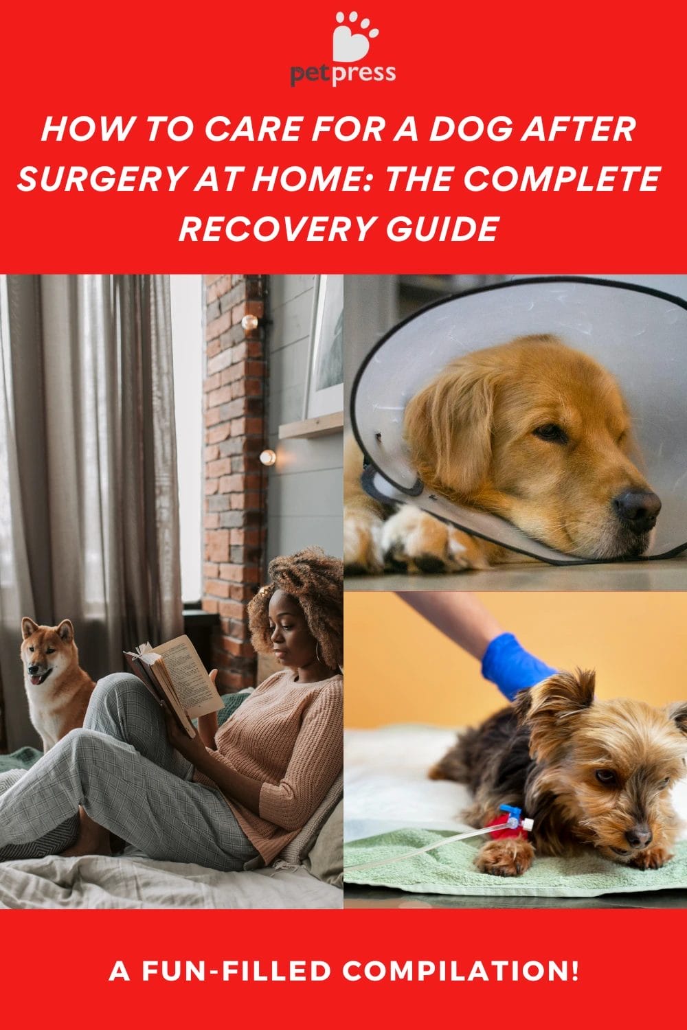How to Care for a Dog After Surgery at Home: The Complete Recovery Guide