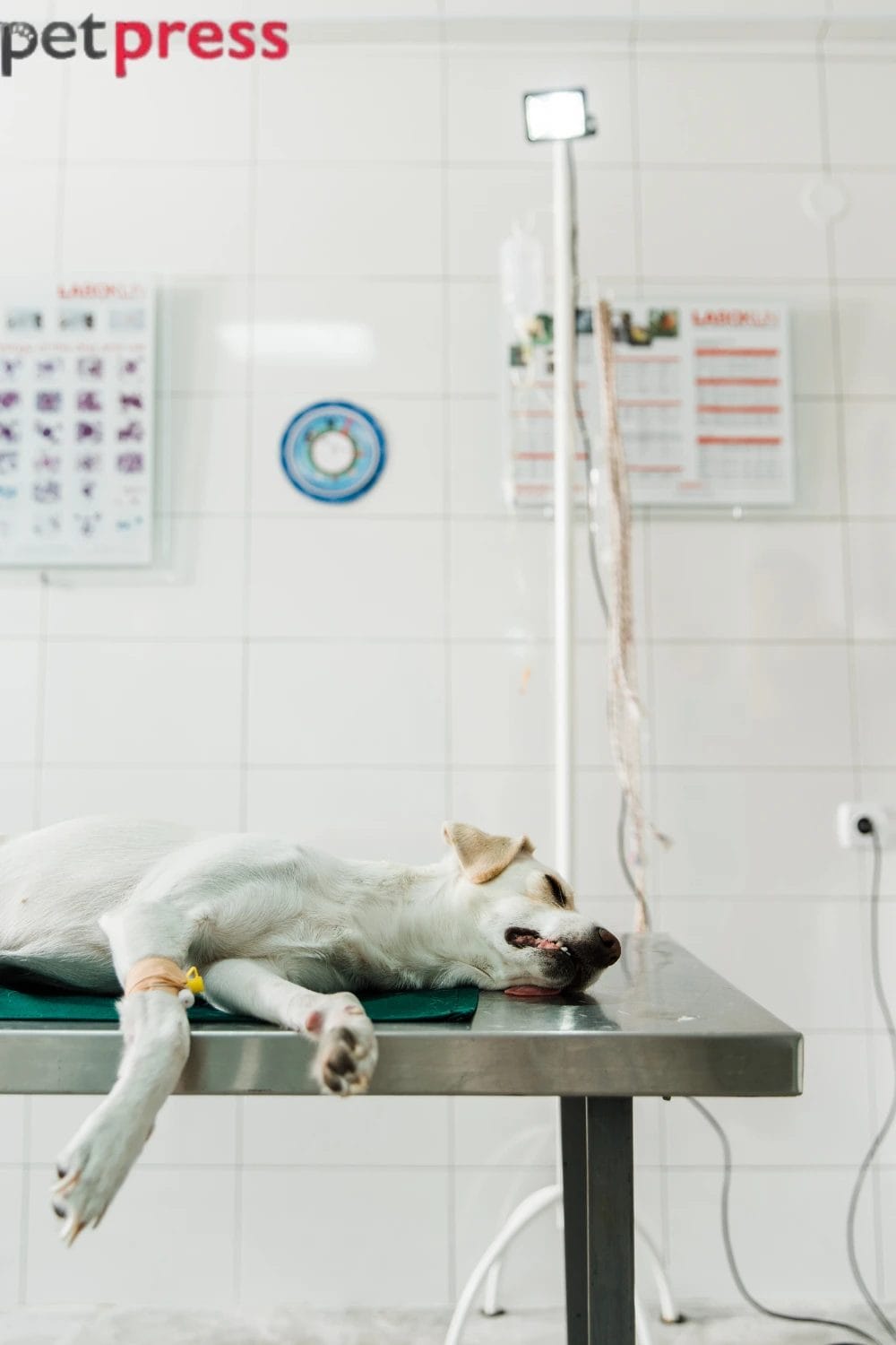 How to Care for a Dog After Surgery at Home: The Complete Recovery Guide