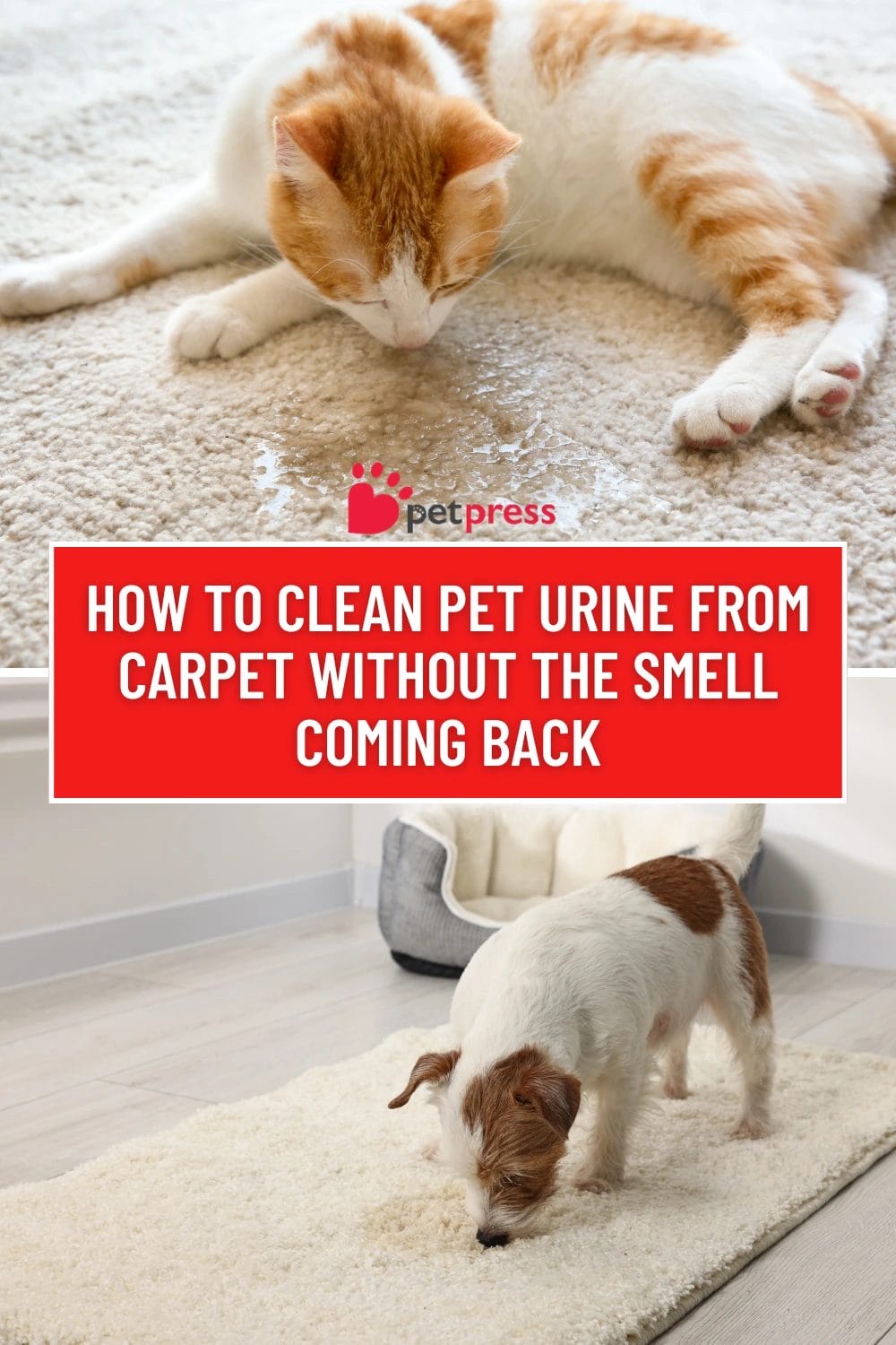 How to Clean Pet Urine From Carpet Without the Smell Coming Back