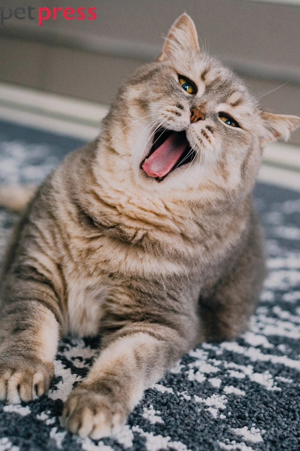 How to Clean Pet Urine From Carpet Without the Smell Coming Back