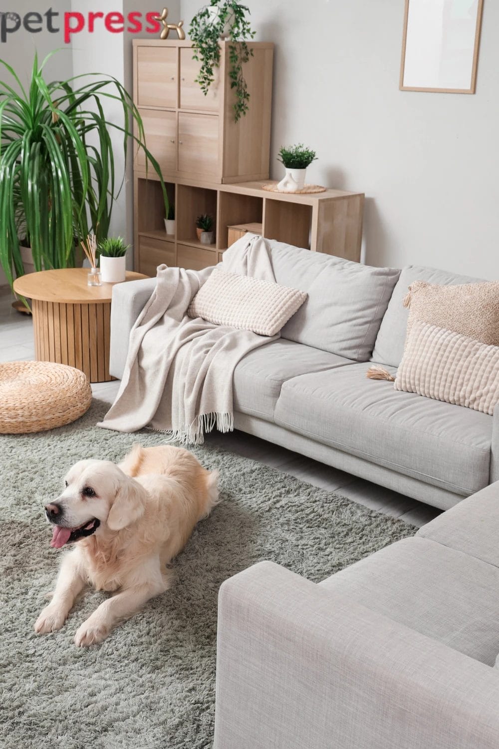 How to Clean Pet Urine From Carpet Without the Smell Coming Back
