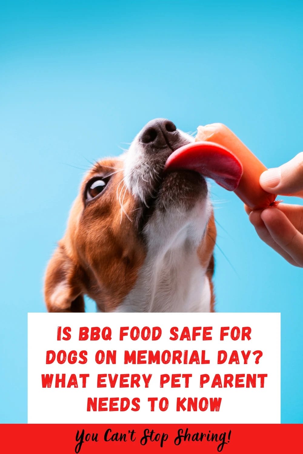 Is BBQ Food Safe for Dogs on Memorial Day? What Every Pet Parent Needs to Know