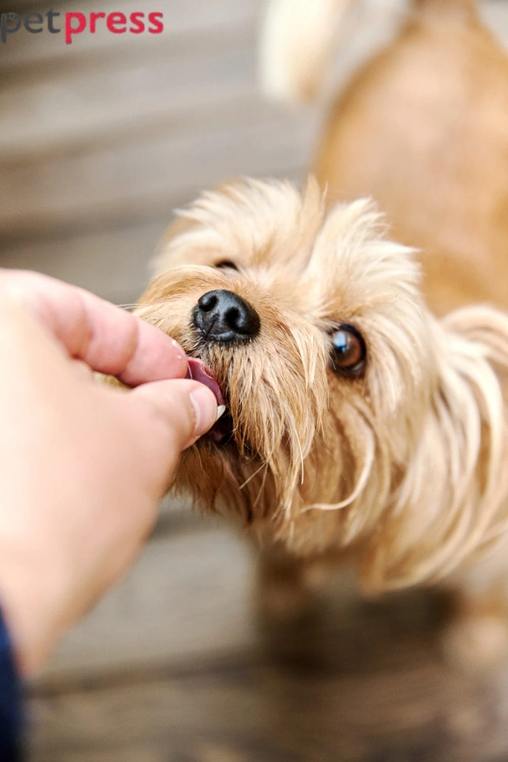 Is BBQ Food Safe for Dogs on Memorial Day? | Pet Safety Guide