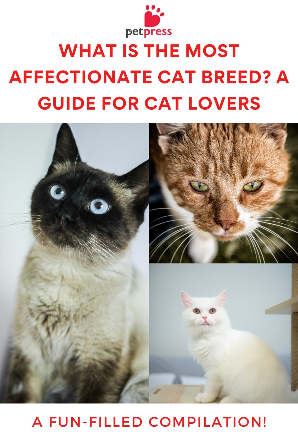 What Is the Most Affectionate Cat Breed? A Guide for Cat Lovers