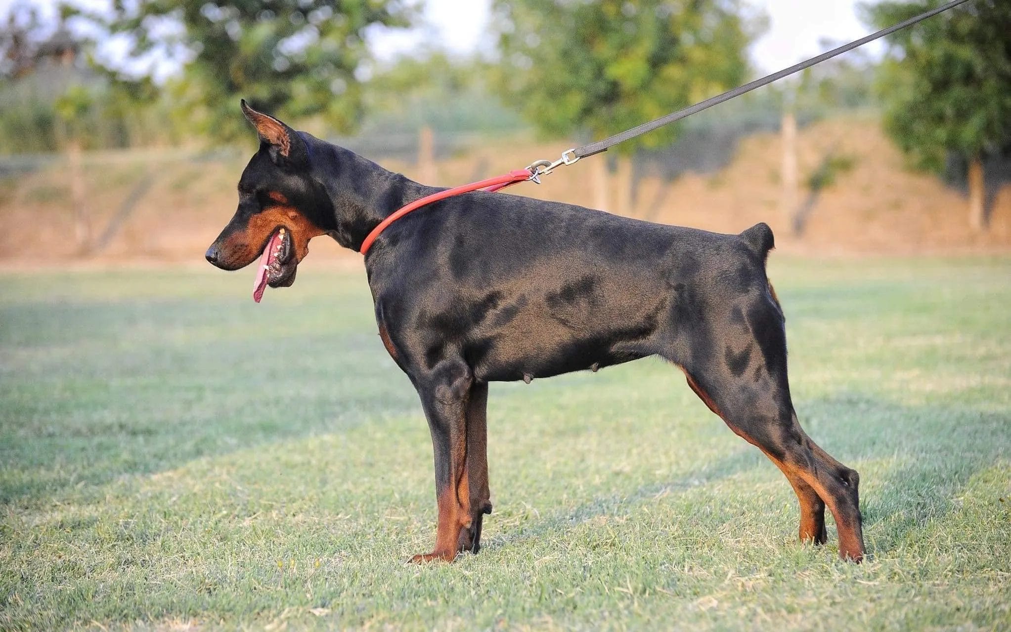 European Doberman vs American Doberman