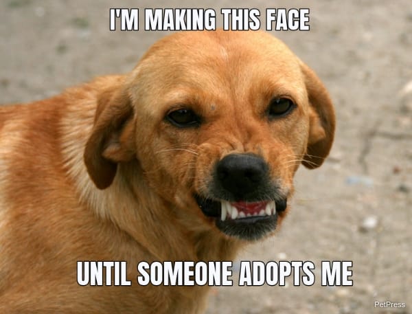 angry dog adopt meme