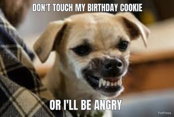 angry dog birthday meme