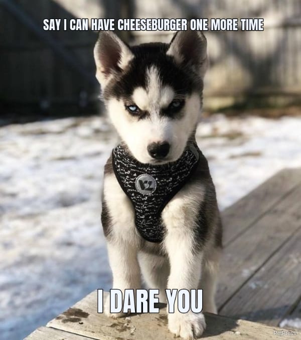 angry dog cheeseburger meme - PetPress angry dog cheeseburger meme - PetPress