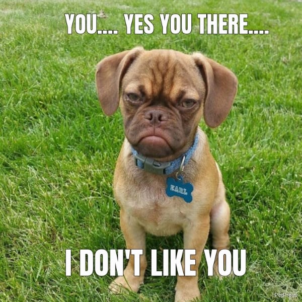angry dog dislike meme