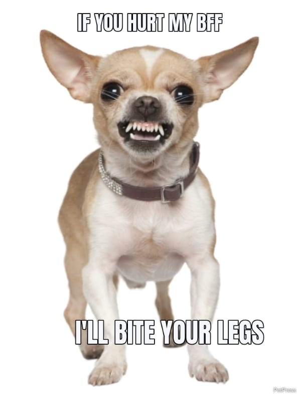angry dog friendly meme
