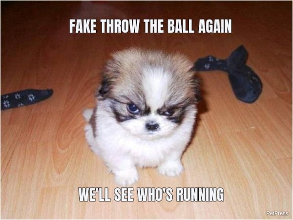 angry dog playing meme