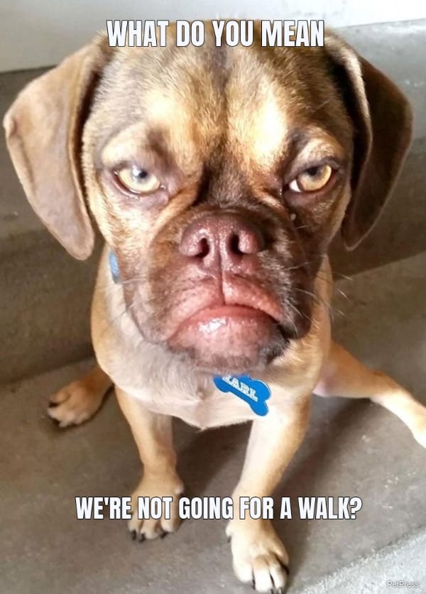 angry dog walking meme
