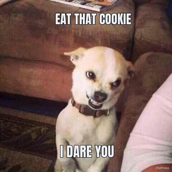 angry little dog