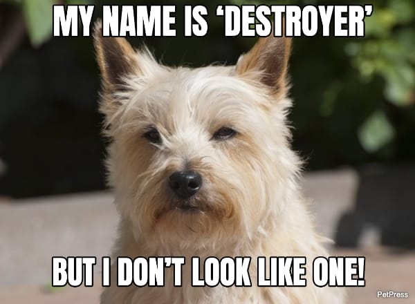 annoyed dog meme