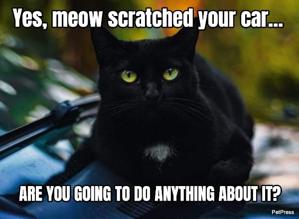 black cat meme - car scratch