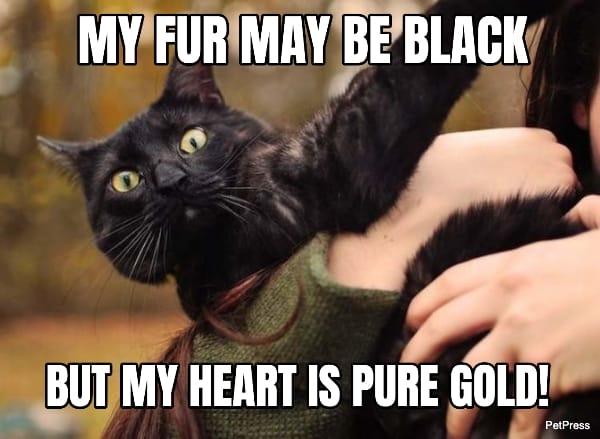 black cat meme - gold