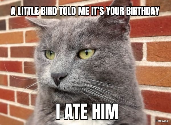 cat birthday meme - bird