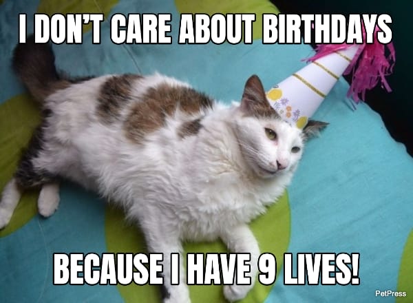 cat birthday meme - birthdays