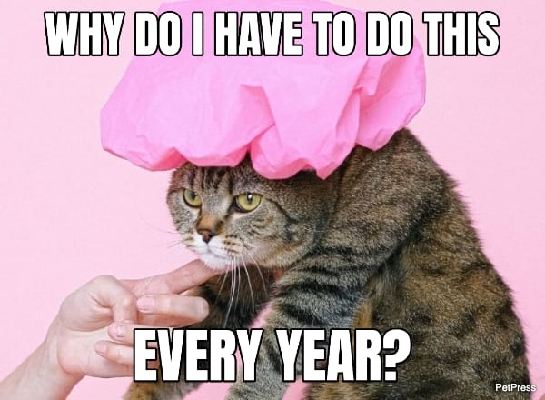 cat birthday meme - fed up