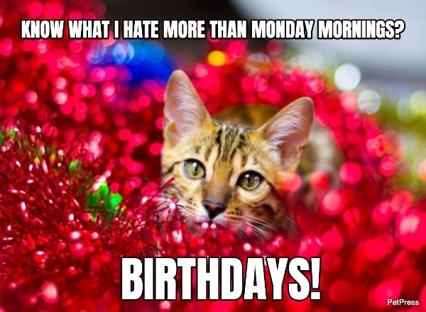 cat birthday meme - hate birthdays