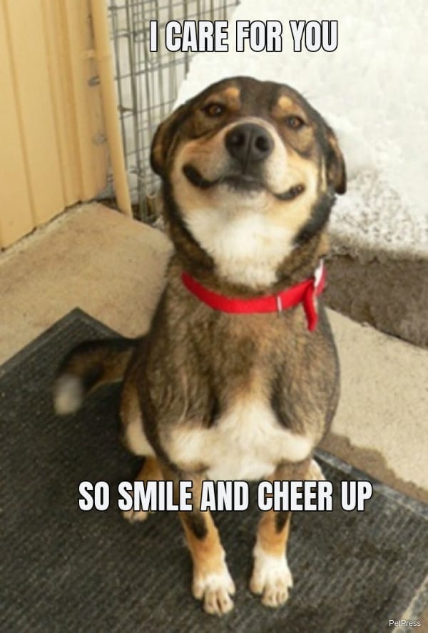 cheering dog meme