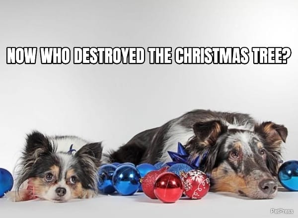 christmas dog meme | petpress