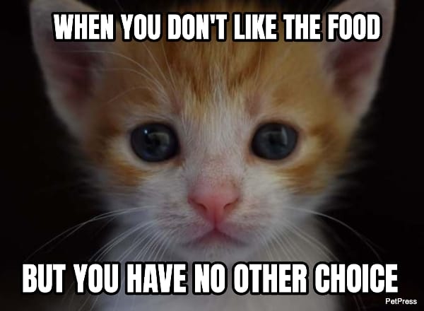 crying cat meme - food