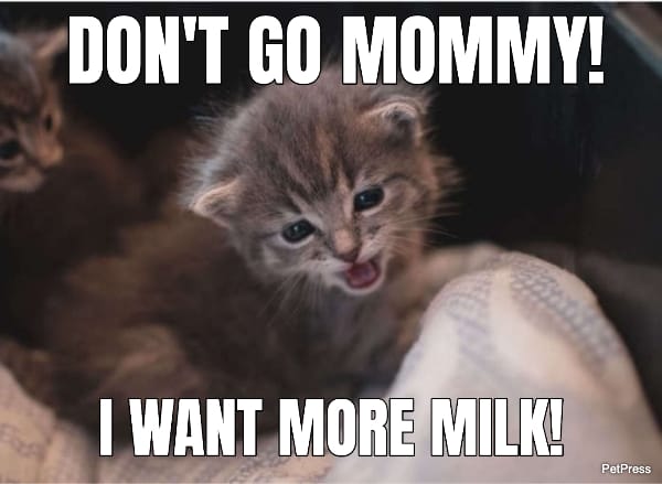 crying cat meme - milk